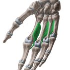 Musculi interossei palmares