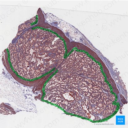 Prostate peripheral zone; Image: 