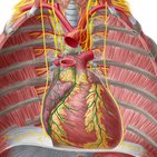 Innervation des Herzens