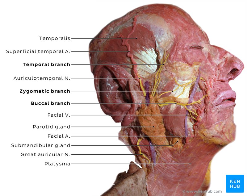 Note how the facial nerve penetrates the parotid gland. However, it doesn't innervate it; instead, the gland is innervated by the glossopharyngeal nerve (CN IX).