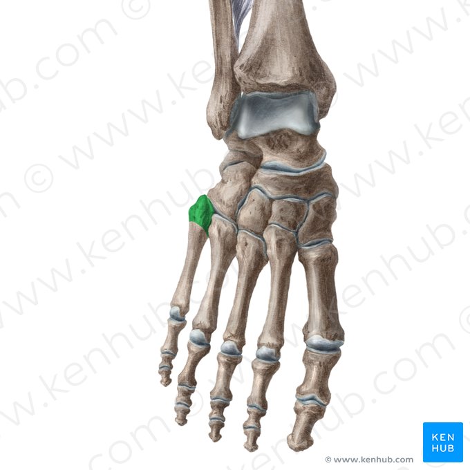 Base of 5th metatarsal bone (Basis ossis metatarsi 5); Image: Liene Znotina