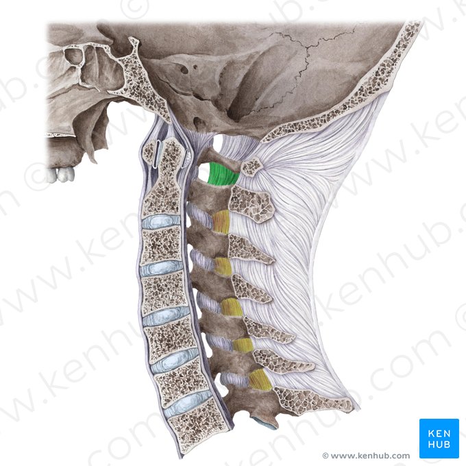 Posterior atlantoaxial membrane (Membrana atlantoaxialis posterior); Image: Liene Znotina