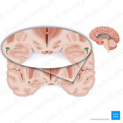 Tail of caudate nucleus (Cauda nuclei caudati); Image: Paul Kim