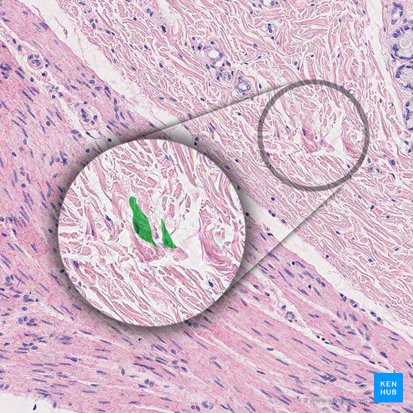 Plexo submucoso (de Meissner) (Plexus nervosus submucosus); Imagem: 