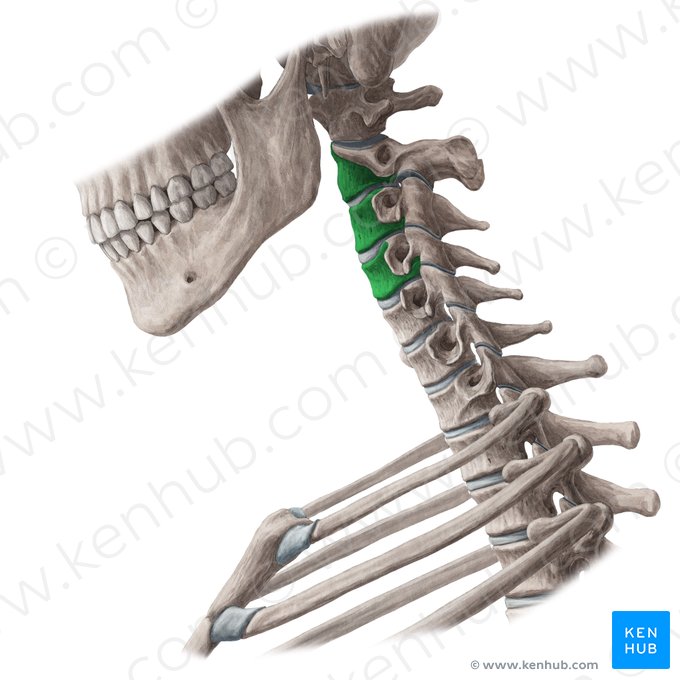 Bodies of vertebrae C2-C4 (Corpora vertebrarum C2-C4); Image: Yousun Koh