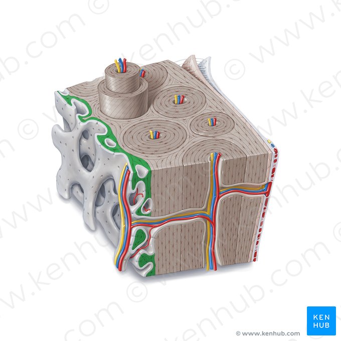 Lamelas circunferenciais internas (Lamellae circumferentiales internae); Imagem: Paul Kim