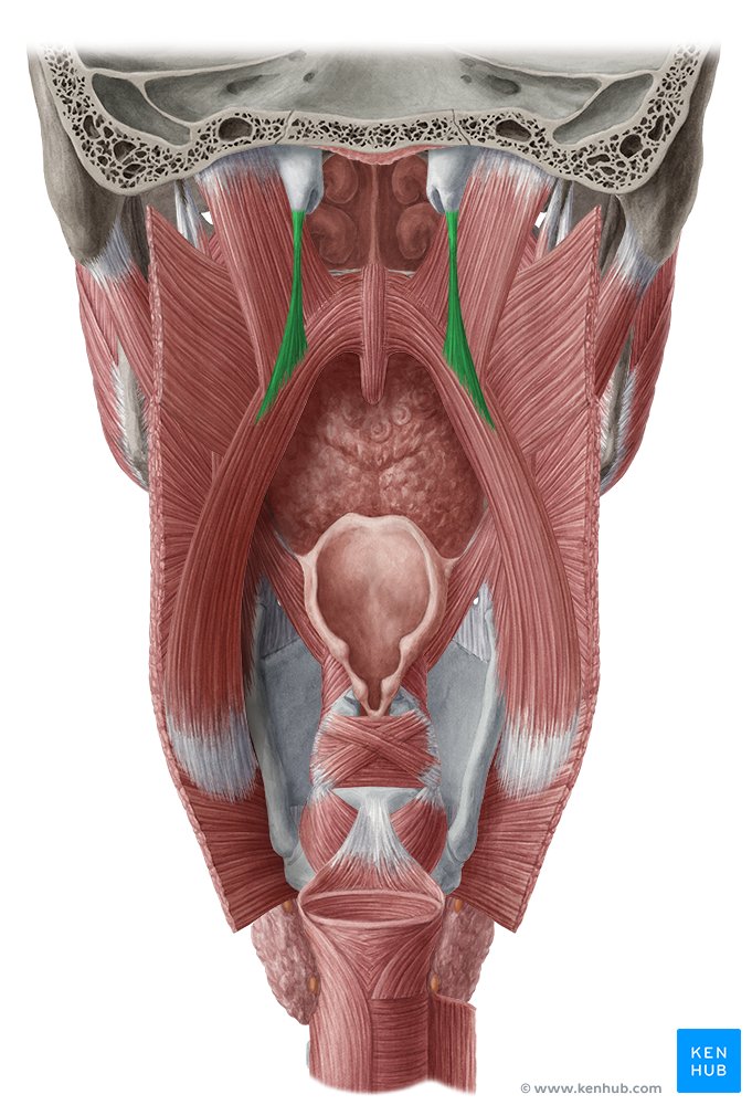 Salpingopharyngeus muscle - posterior view
