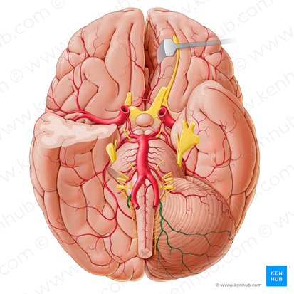 Artéria cerebelar inferior posterior (Arteria inferior posterior cerebelli); Imagem: Paul Kim