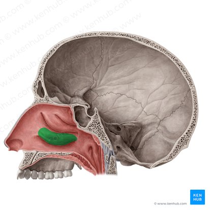 Cornete nasal inferior (Concha nasalis inferior); Imagen: Yousun Koh