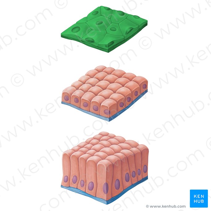 Simple squamous epithelium (Epithelium simplex squamosum); Image: Irina Münstermann