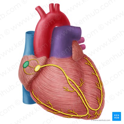 Sinuatrial node (Nodus sinuatrialis); Image: Yousun Koh