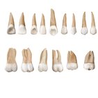 Types of teeth