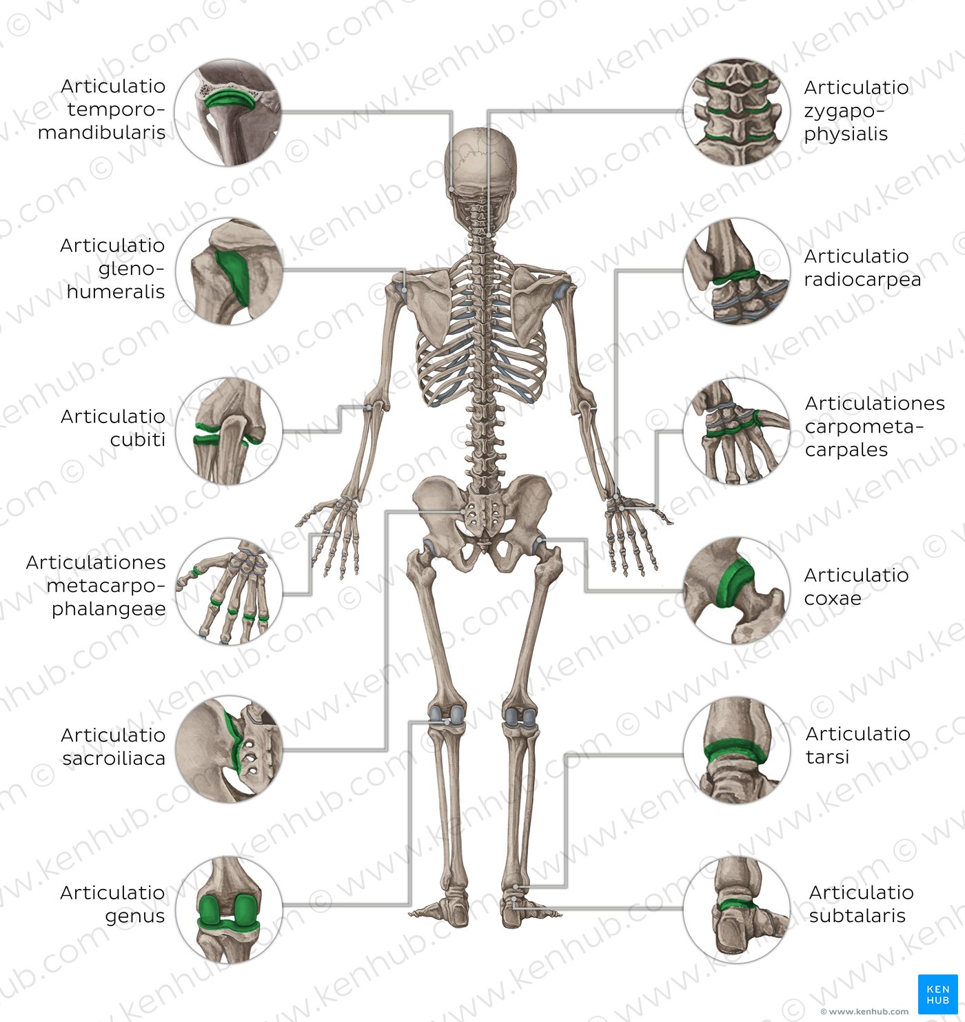 Gelenke des Körpers - posterior