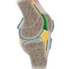 Patellofemoral joint