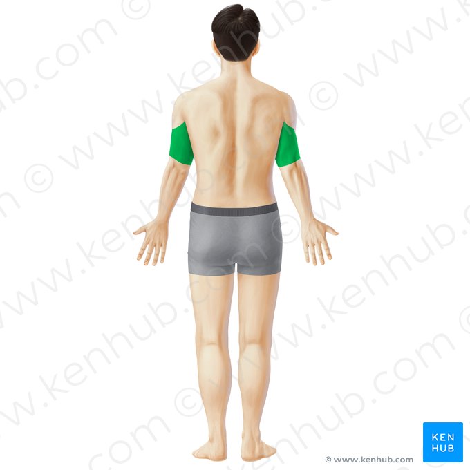 Región posterior del brazo (Regio posterior brachii); Imagen: Paul Kim