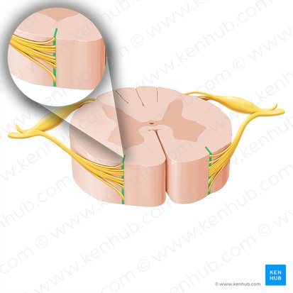 Sulcus anterolateralis medullae spinalis (Vorderseitenfurche des Rückenmarks); Bild: Paul Kim