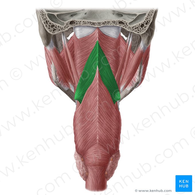 Middle pharyngeal constrictor muscle (Musculus constrictor medius pharyngis); Image: Yousun Koh