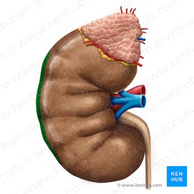 Lateral border of kidney (Margo lateralis renis); Image: Irina Münstermann