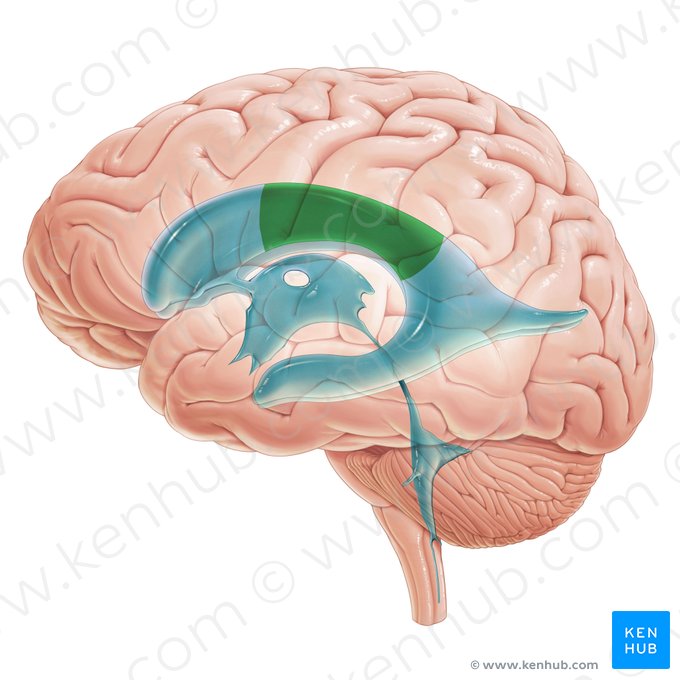 Corpo do ventrículo lateral (Pars centralis ventriculi lateralis); Imagem: Paul Kim