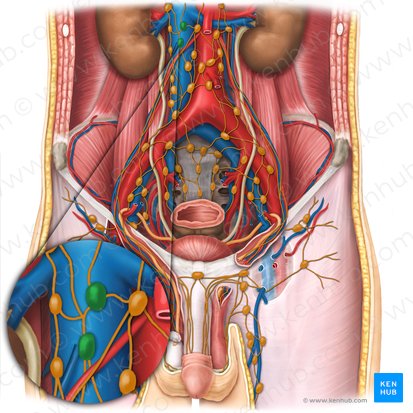 Precaval lymph nodes (Nodi lymphoidei precavales); Image: Esther Gollan