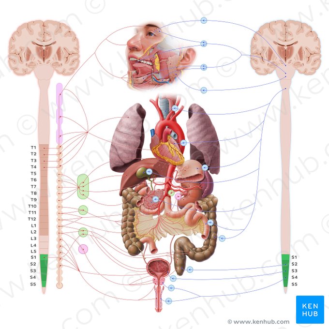 Parte sacral da medula espinal (Pars sacralis medullae spinalis); Imagem: Paul Kim