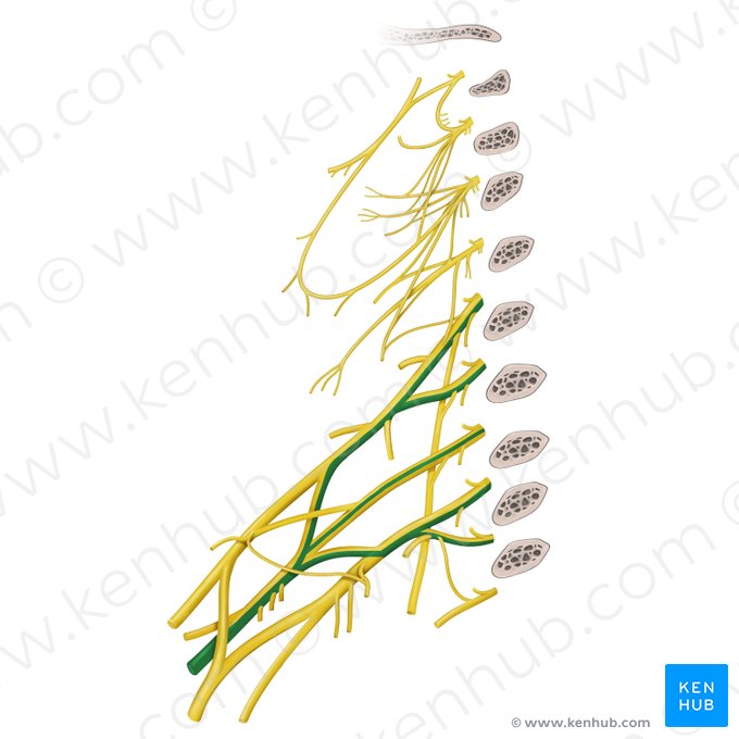 Radial nerve (Nervus radialis); Image: Begoña Rodriguez