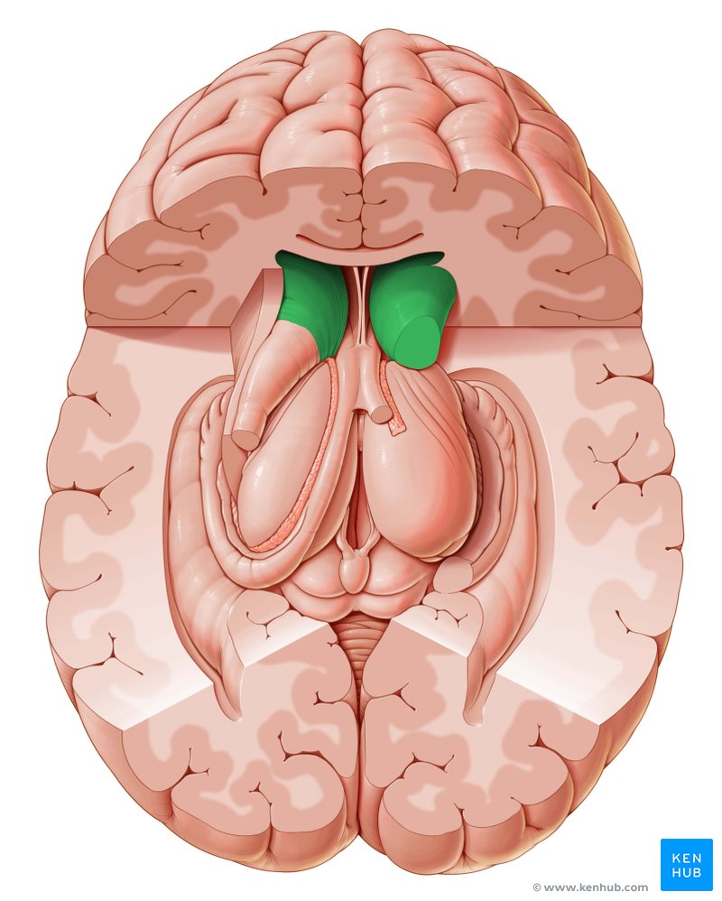 Head of the caudate nucleus