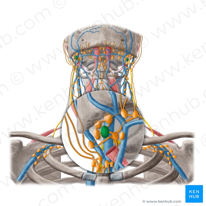 Linfonodo jugulodigástrico (Nodus lymphoideus jugulodigastricus); Imagem: Yousun Koh