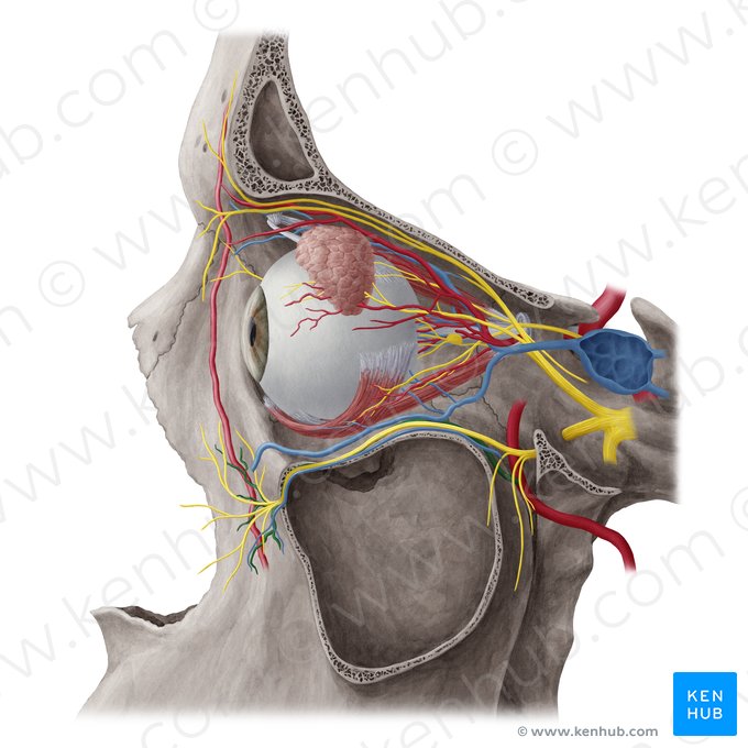 Infraorbital artery (Arteria infraorbitalis); Image: Yousun Koh