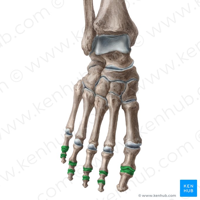 Articulaciones interfalángicas del pie (Articulationes interphalangeae pedis); Imagen: Yousun Koh