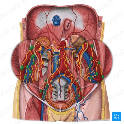 External iliac lymph nodes (Nodi lymphoidei iliaci externi); Image: Irina Münstermann