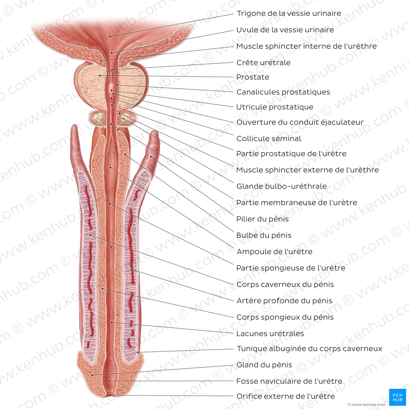 Schéma de l'urètre masculine