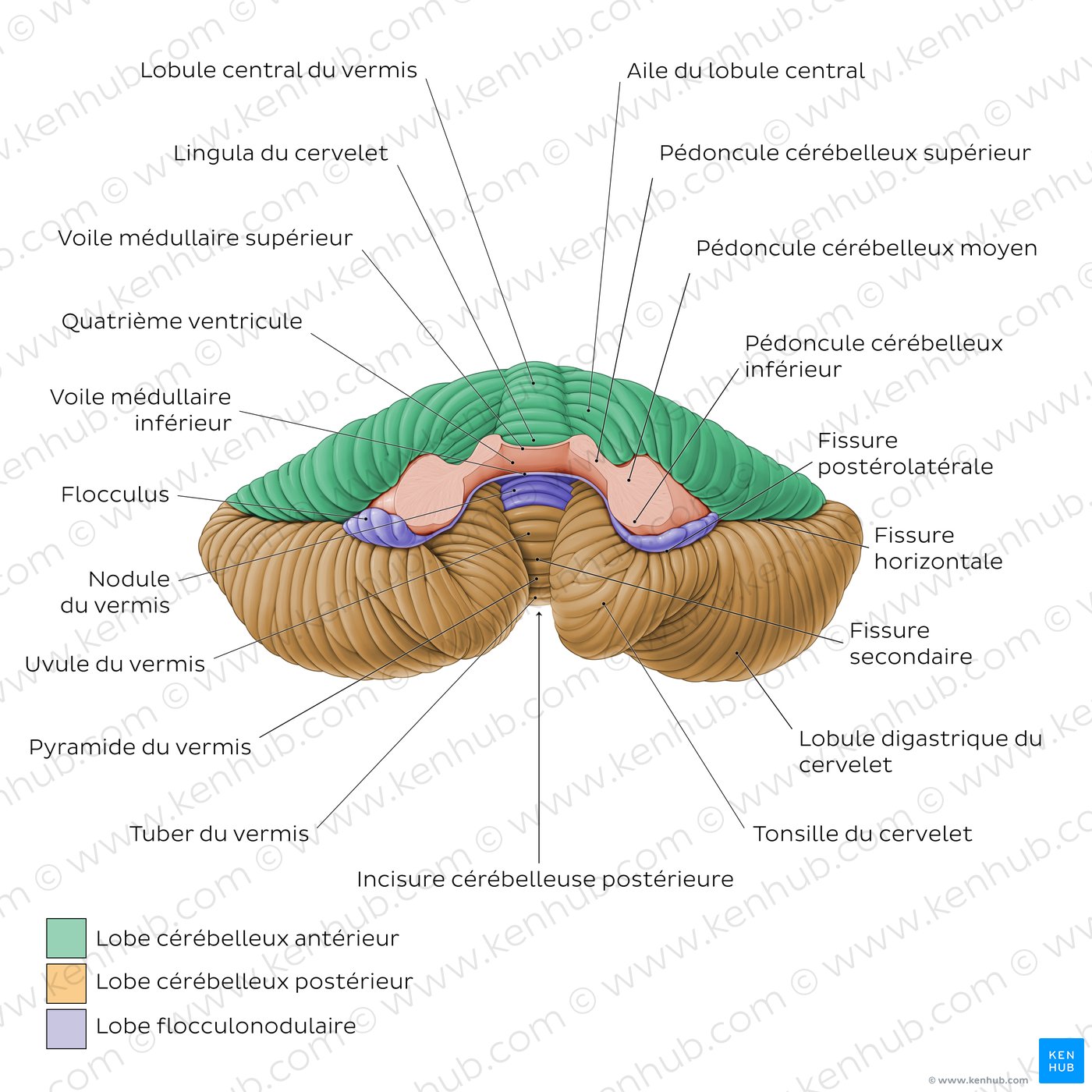 Anatomy of the cerebellum - Anterior view