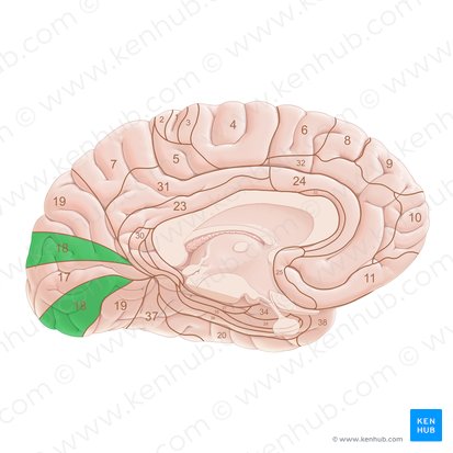 Brodmann area 18 (Area Brodmann 18); Image: Paul Kim