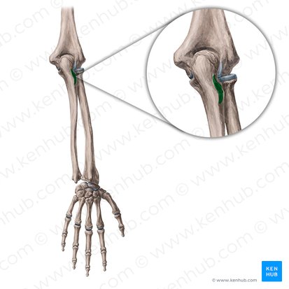 Crête supinatrice de l'ulna (Crista musculi supinatoris ulnae); Image : Yousun Koh