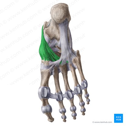 Tendon of tibialis posterior muscle (Tendo musculi tibialis posterioris); Image: Liene Znotina