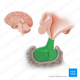Glándula hipófisis (Glandula pituitaria); Imagen: Paul Kim