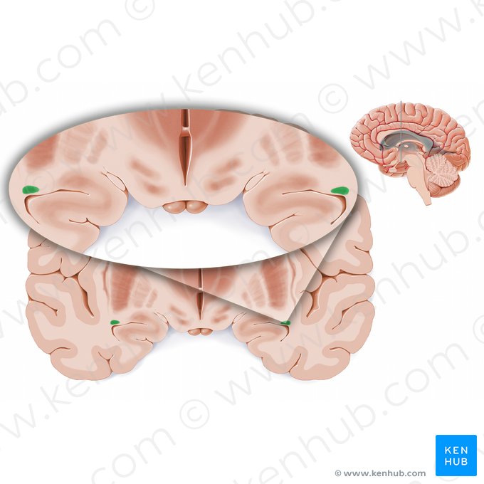 Tail of caudate nucleus (Cauda nuclei caudati); Image: Paul Kim