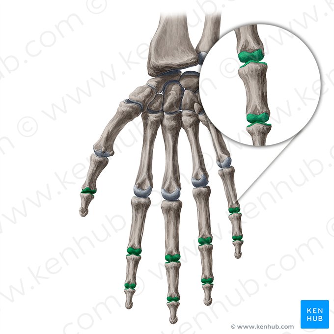 Articulaciones interfalángicas de la mano (Articulationes interphalangeae manus); Imagen: Yousun Koh