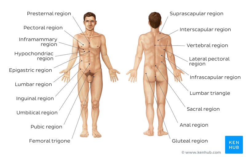 Regions of the thorax and abdomen (anterior and posterior views)