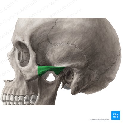 Posterior And Lateral Views Of The Skull Anatomy Kenhub