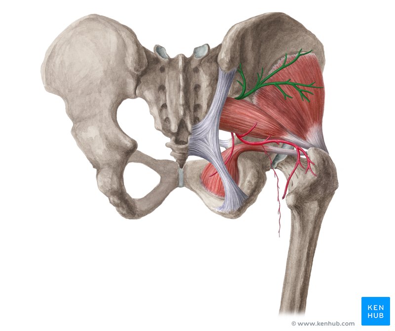 Superior gluteal artery (Arteria glutea superior)