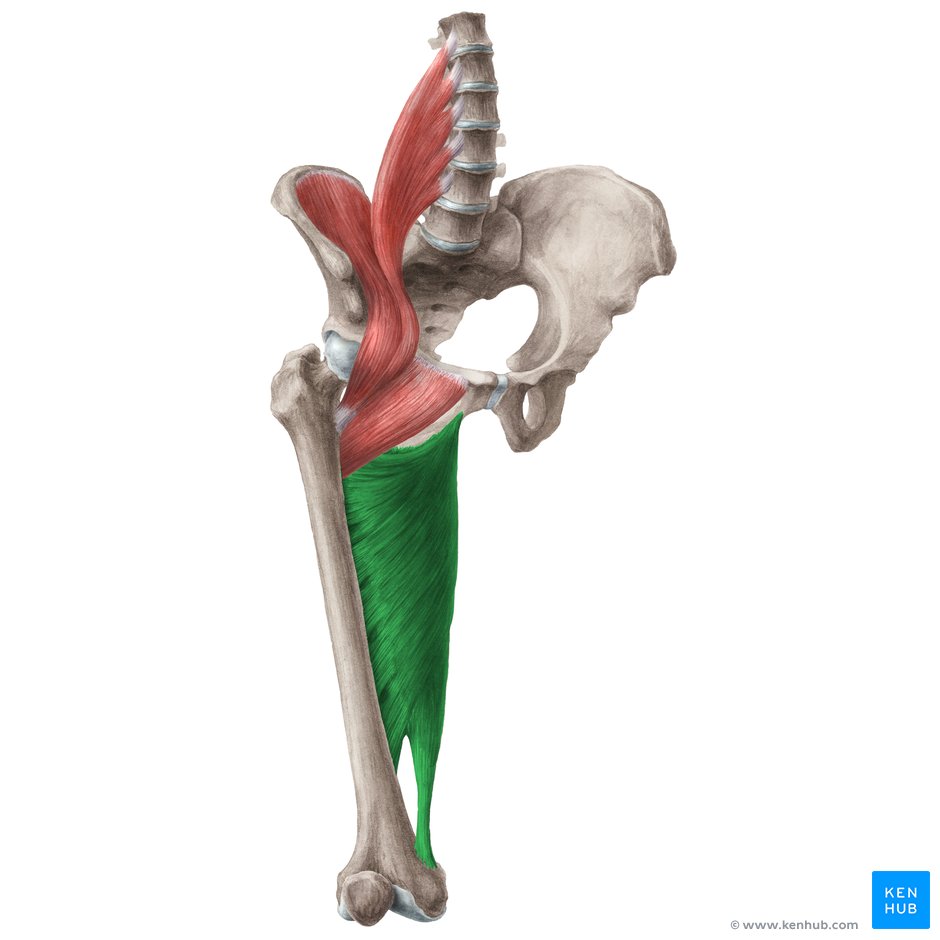 Adductor Magnus gracilis