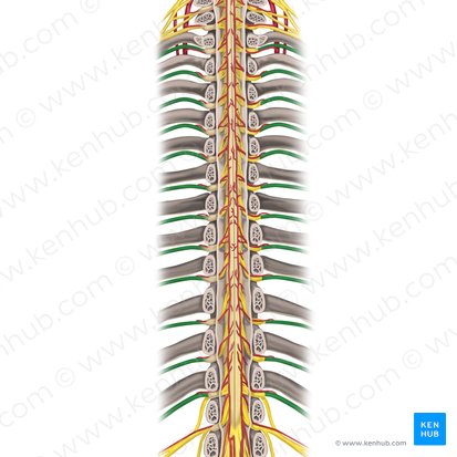 Nerfs spinaux T1-T12 (Nervi spinales T1-T12); Image : Rebecca Betts