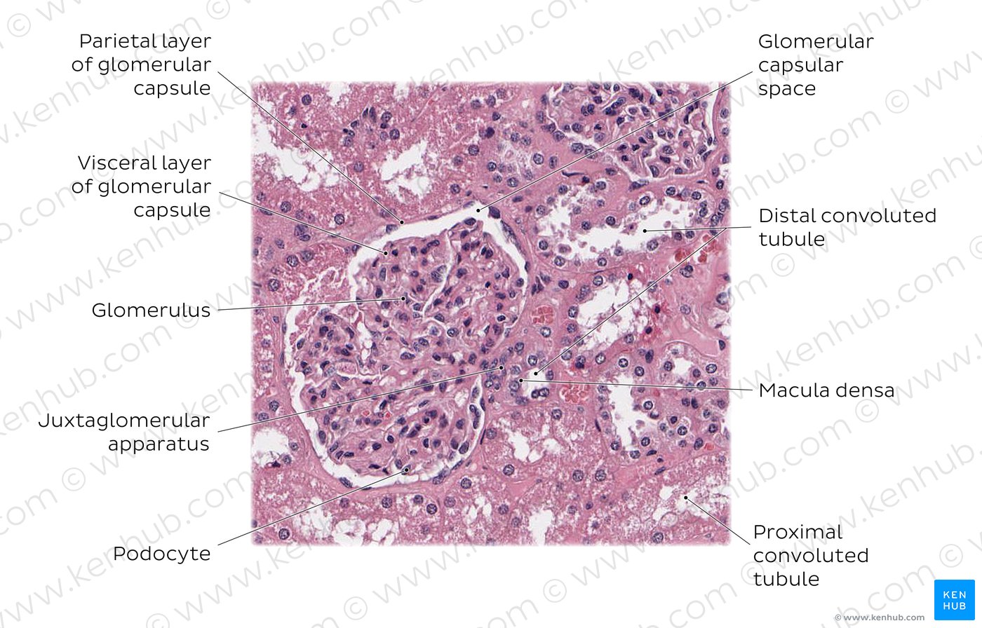 Kidney Histology Nephron – Nephron Renal Pyramid – IBFAF