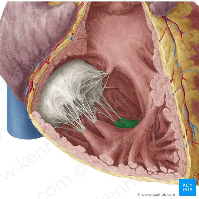 Músculo papilar posterior do ventrículo direito (Musculus papillaris inferior ventriculi dextri); Imagem: Yousun Koh