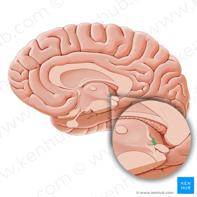 Habenular commissure (Commissura habenularum); Image: Paul Kim