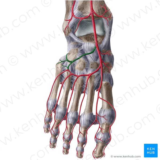 Artéria tarsal lateral (Arteria tarsea lateralis); Imagem: Liene Znotina