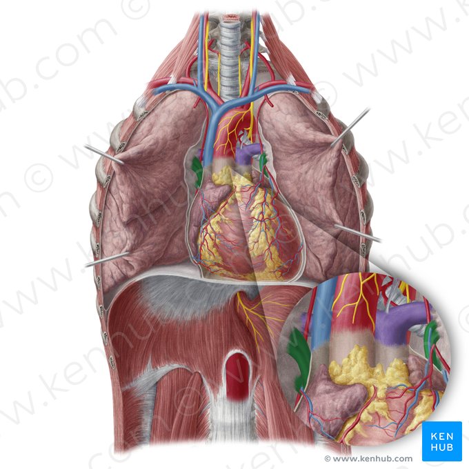 Veias pulmonares (Venae pulmonales); Imagem: Yousun Koh