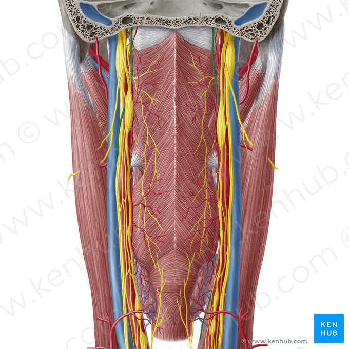 Hypoglossal nerve (Nervus hypoglossus); Image: Yousun Koh